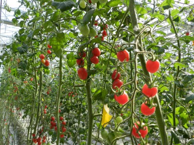 西红柿采摘大棚